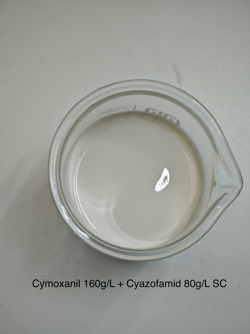 Cymoxanil 160g/L + Cyazofamid 80g/L SC
